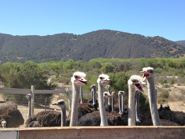 Solvang, California — and its ostrich farm — was one of the prime destinations in the movie “Sideways,” which celebrated its 10th anniversary in 2014. (Bay Area News Group/TNS)