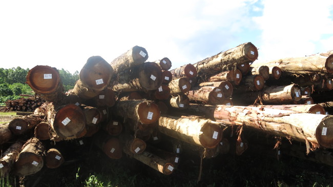Lumber woods at Korean energy firm Eagon Corp.’s forest plantation in the Solomon Islands.    Korea Forest Service