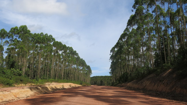Korean pulp manufacturer Korindo Group’s lush forest plantation in Kalimantan, Indonesia.    Korea Forest Service