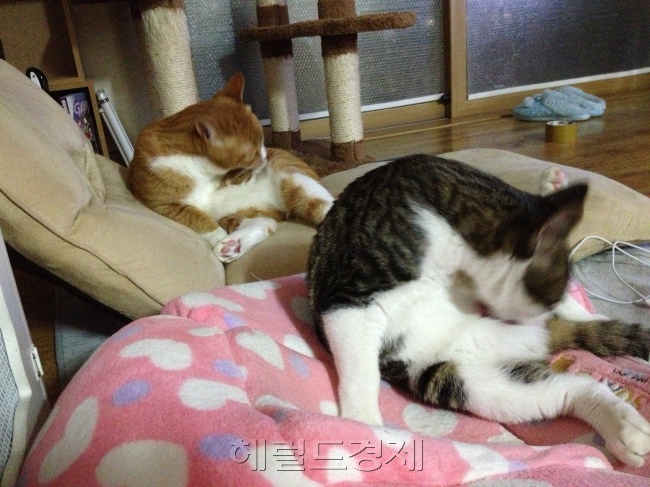 재밌는 점은, 그러면서 또 닮아갑니다. 서랍장이나 문을 여는 행동은 물론 그루밍까지 판박이죠.