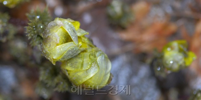 김명섭 기자 msiron@heraldcorp.com