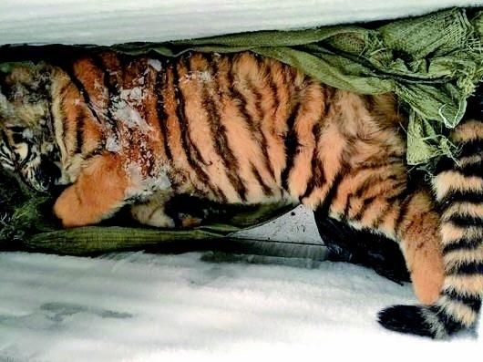 [사진=중국 SNS '백두산 호랑이']