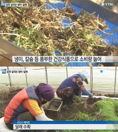 달래 효능, 다이어트+자양강장+춘곤증예방 ‘완벽해’