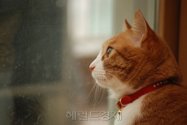 고양이 모래가 날리는 ‘사막화 현상’을 막기 위한 노력은 계속됩니다. 기자 역시 많은 시행착오를 거쳤죠.