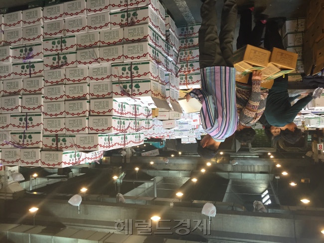 가락동 농수산물 도매시장에서 중도매상인들이 몸싸움을 벌이며 경매에 나온 쌈채소 상품을 살펴보고 있다. [사진=김진원 기자]