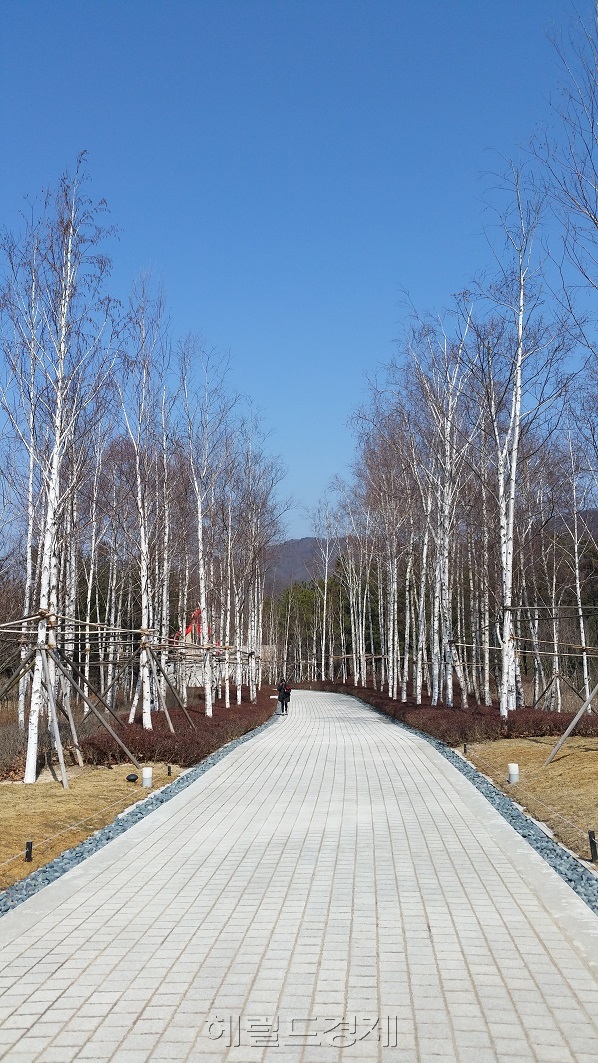 플라워가든을 지나 본관 뮤지엄으로 가는 산책로는 자작나무 숲이 운치를 더한다.   [사진=김아미 기자/amigo@heraldcorp.com]
