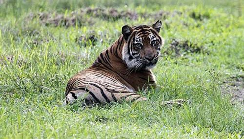 Sumatran tigers have been released into Indonesia’s Tambling Wildlife and Nature Conservation Area.   Tambling Wildlife Nature Conservation