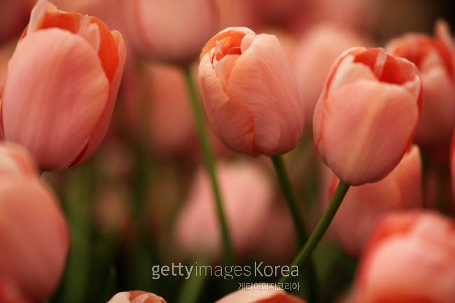 사진=게티이미지