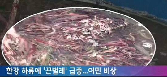 끈벌레 한강 출몰에 어민들 비상…생김새까지 ‘경악’