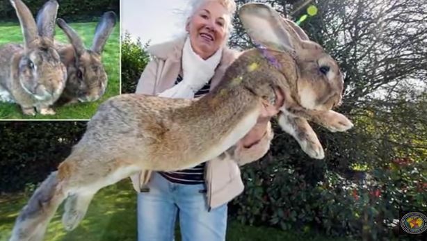 토끼 옥스보우]토끼 티모시 펠렛 2.25kg 건초 토끼 기니피그 친칠라 용품 사료