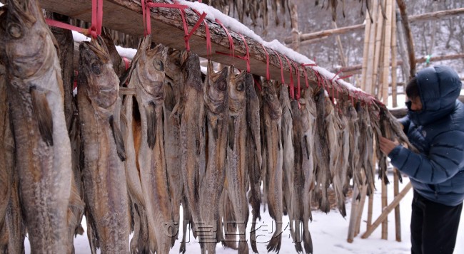강원도 인제군 용대리에서 지난 겨우내 ‘인내’라는 눈과 추위와 바람을 먹고 있는 황태덕장. [헤럴드경제DB]