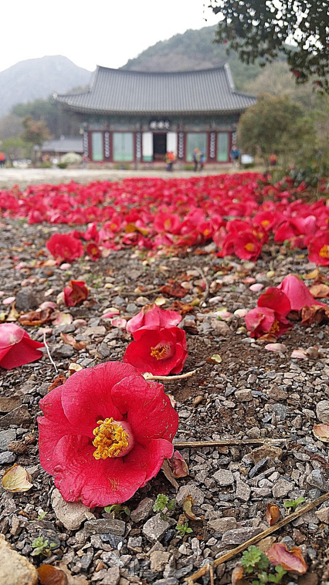 팔영산 입구에 위치한 능가사 절마당에 접(겹)동백이 수북이 내려 앉아 상춘객을 설레게 한다. 사진=(고흥)김아미 기자/amigo@heraldcorp.com