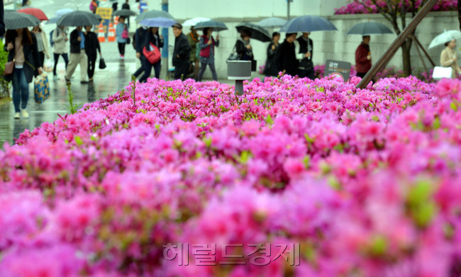 곡우에 내린 단비