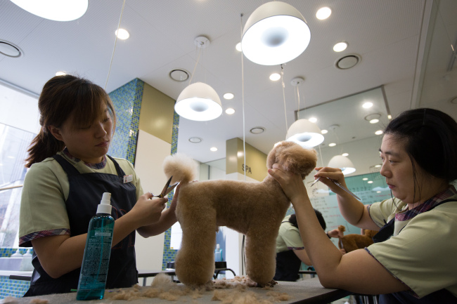 Groomers trim the coat of a dog at Irion pet care center in Gangnam, Seoul.   Bloomberg