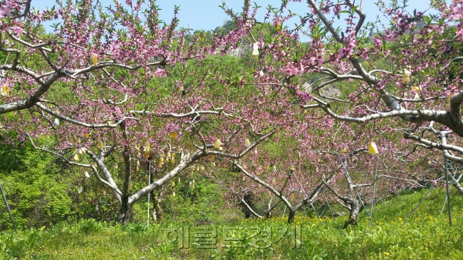 4월 중순이면 야트막한 능선으로 복숭아꽃이 만개한다. 잎이 올라오면서 복숭아잎도 떨어지는데, 한 잎 한 잎 흩날리는 낙화가 시적이다. 평평한 곳에서 자란 복숭아보다 능선에서 자란 복숭아가 신맛 단맛이 풍부하다고. 사진=김아미 기자/amigo@heraldcorp.com