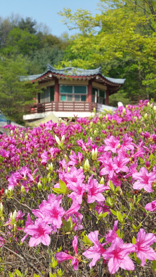 박달재 공원에는 자산홍, 산수국이 고운 자태를 뽐낸다. 사진=김아미 기자/amigo@heraldcorp.com