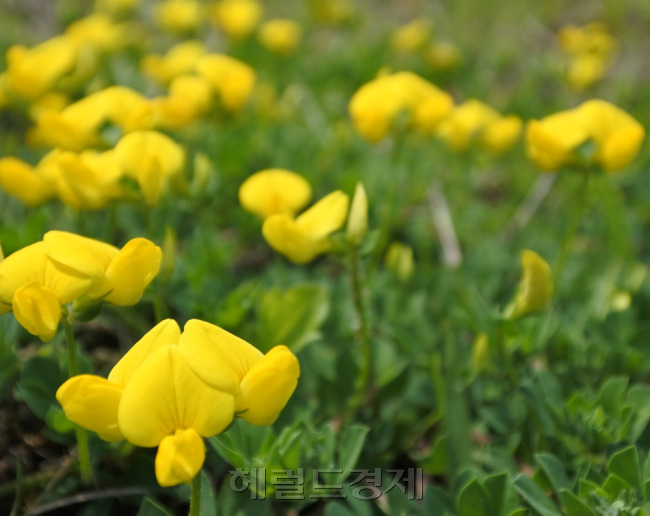 밀착된 거리는 아니지만 매크로 촬영 결과물도 만족스럽습니다. F/4.5 1/1250sec ISO 160.