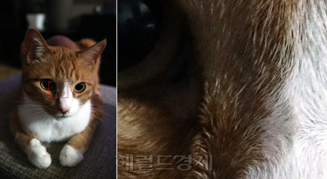고감도 노저이즈 성능은 뛰어납니다. 어두운 곳에서 플래시가 필요없죠. ISO 4000에서 100% 크롭한 이미지. 화소가 크기 때문에 인화도 문제가 없습니다. F/2.8 1/40sec ISO 4000