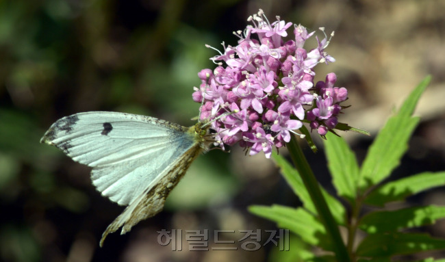 나비 한말리가 쥐오줌풀에서 꿀을 빨고 있다