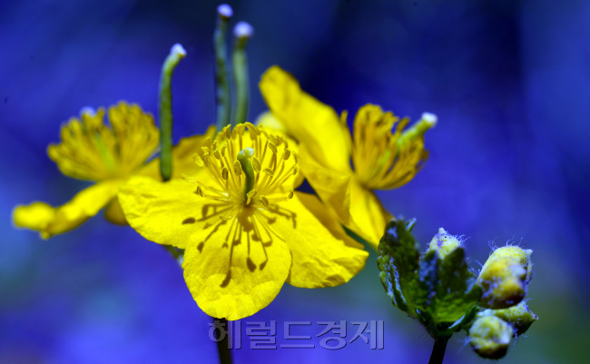 피나물꽃이 아름다운 자태를 뽐내고 있다