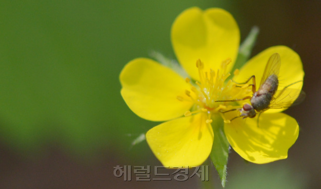 양지꽃위에서 파리가 쉬고 있다.
