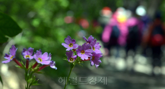 활짝피 야생화 뒤편으로 등산객들이 산행을 하고 있다.
