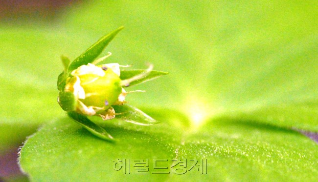 잎위에서 피어난 야생화 수줍은 듯이 천천해 개화를 하고 있다.