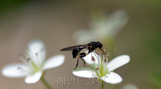 야생화는 때로는 곤충들의 안락한 쉼터가 되기도 한다.