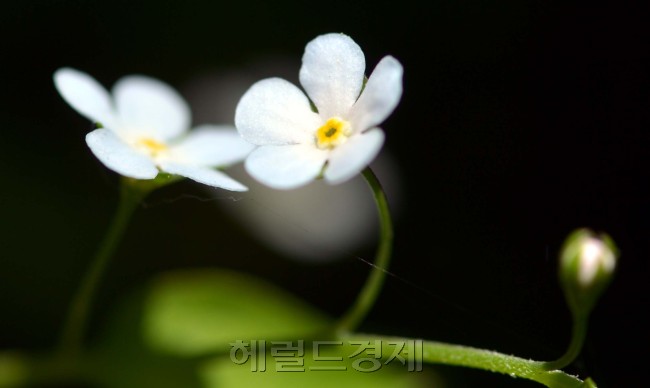 참꽃마리가 마치 밤하늘의 별이뜬것 처럼 피어있다.