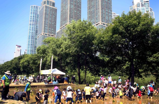 <YONHAP PHOTO-1736> 2015 양재천 모내기 체험행사 (서울=연합뉴스) 26일 오전 서울 강남구 양재천 벼농사 학습장에서 열린 2015 양재천 모내기 체험행사에서 어린이 등이 모내기하고 있다. 이번 행사에는 지역 내 유치원생, 초등학생 등 300여 명이 참가해 전통 모심기를 체험했으며, 가을철 벼가 익으면 불우한 이웃에게 전달될 예정이다. 2015.5.26 << 강남구청 제공 >> photo@yna.co.kr/2015-05-26 15:09:50/ <저작권자 ⓒ 1980-2015 ㈜연합뉴스. 무단 전재 재배포 금지.>
<YONHAP PHOTO-1736> 2015 양재천 모내기 체험행사 (서울=연합뉴스) 26일 오전 서울 강남구 양재천 벼농사 학습장에서 열린 2015 양재천 모내기 체험행사에서 어린이 등이 모내기하고 있다. 이번 행사에는 지역 내 유치원생, 초등학생 등 300여 명이 참가해 전통 모심기를 체험했으며, 가을철 벼가 익으면 불우한 이웃에게 전달될 예정이다. 2015.5.26 << 강남구청 제공 >> photo@yna.co.kr/2015-05-26 15:09:50/ <저작권자 ⓒ 1980-2015 ㈜연합뉴스. 무단 전재 재배포 금지.>
고사리손으로 하는 모내기