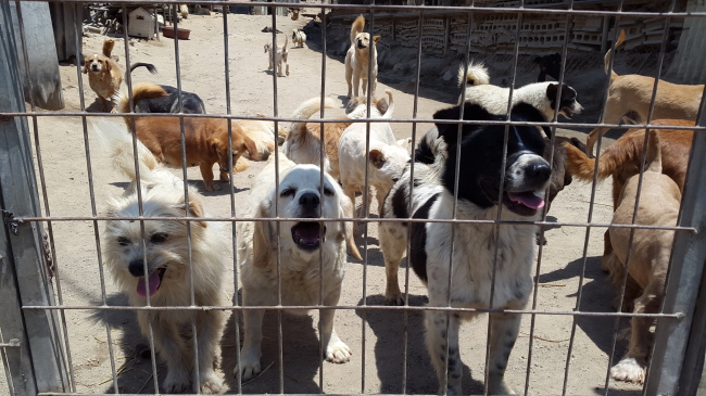 Dogs wait in their enclosure at animal shelter Aerinwon in Pocheon, Gyeonggi Province, Wednesday. (Ock Hyun-ju/The Korea Herald)