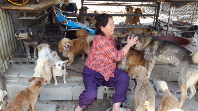 Kong Kyung-hee, head of animal shelter Aerinwon, pets dogs around her inside the shelter, Wednesday. (Ock Hyun-ju/The Korea Herald)