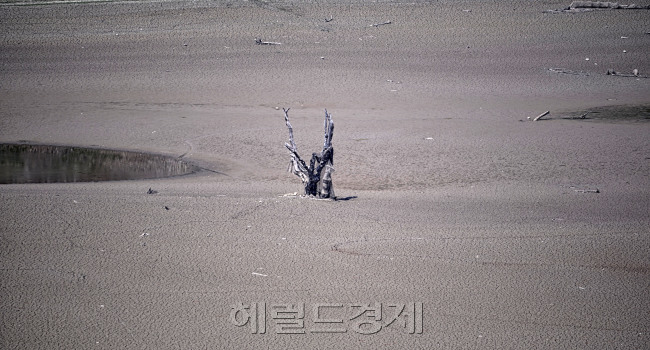 인제 하수내리의 성황당 나무. 38년만에 모습을 드러냈다. 반갑지만은 않다