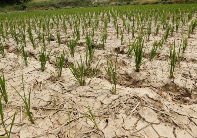 Severe drought dries up farmland in Gangwon Province, despite efforts to artificially water the fields.   (Yonhap)