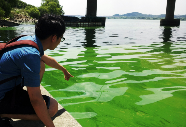 A man points at the green tide spread near Shingok weir in the Hangang River, where some fish were found dead, in Goyang, Gyeonggi Province, on June 28. (Yonhap)
