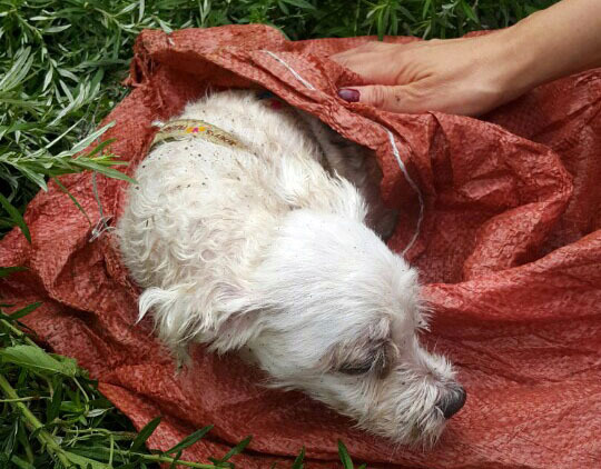 An abandoned Maltese is saved by a rescue worker after it was found wrapped in a bag and half-buried in the forest in Yongin, Gyeonggi Province, on Aug. 4.   Yonhap