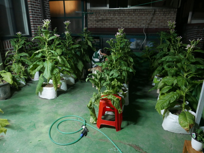 Virginia tobacco plants grow on the rooftop of Kim‘s studio in Mapo-gu, Seoul. (Courtesy of the artist)
