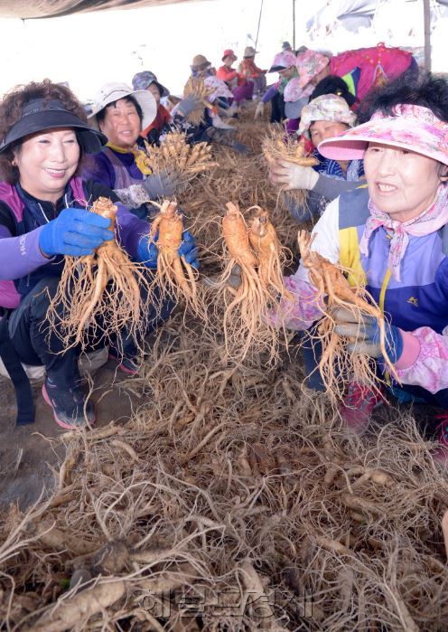 금산 인근의 새말부락에서 6년근 인삼을 수확하는 할머니들. 일당 6만원에 밥,술
제공. 트랙터는 일 80만원에 빌린다. 인삼수확에도 전문성이 있어 트랙터작업이나 수거
작업은 금산군의 전문가들이 한다. 관내 아주머니들은 관광버스로 외지수확을 할 때는
2박 3일씩 원정가기도 한다. 금산사람들이 전국 각지에서 인삼을 재배하고 있다. 대형재
배를 하는 농민들은 년간 거래단위가 몇백억에 달한다. 인삼은 한번 재배를 시작해서 최
소 8년간의 재배기간이 걸리기 때문에 생산성이 좋은 것은 아니나 아무나 재배할수 없
고 목돈을 만질수 있어 유혹을 뿌리치기 힘들다.