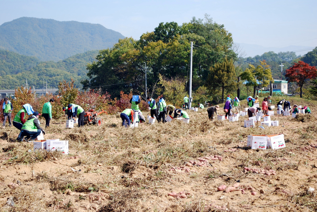 <YONHAP PHOTO-3153> '사회공헌으로 지역과 상생·화합' (원주=연합뉴스) 15일 도로교통공단(이사장 신용선) 임직원이 강원 원주시 흥업면 대안1리에서 고구마 캐기 등 농촌 일손을 돕고 있다. 대안1리는 도로교통공단의 1사 1촌 자매결연마을이다. 도로교통공단은 지역과 상생하고 화합하는 사회공헌활동은 물론 농촌경제 살리기 운동에 앞장선다는 방침이다. 2015.10.15 <<도로교통공단 TBN 한국교통방송 강원본부 제공>> byh@yna.co.kr/2015-10-15 16:50:34/ <저작권자 ⓒ 1980-2015 ㈜연합뉴스. 무단 전재 재배포 금지.>