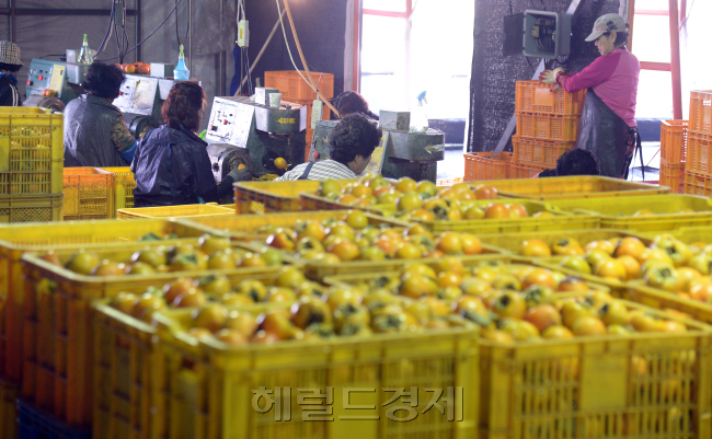 감깎이 작업 : 한 해 동안 정성스레 재배된 곶감용 떫은 감이 상주에 한 곶감 덕장에서 껍질을 벗고 있다.