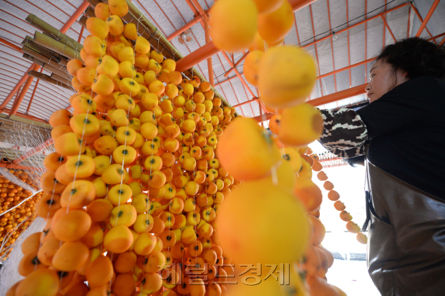 곶감 덕장: 매년 10월 중순 한로를 지나면 상주에 곶감 덕장은 잘 깎은 생감을 주렁주렁 매달으며 곶감 생산에 박차를 가한다.