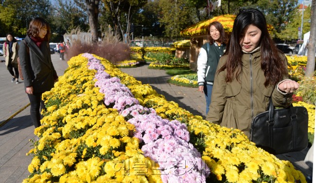 시청 앞 국화 축제. 박현구 기자phko@heraldcorp.com/ 2015.10.29