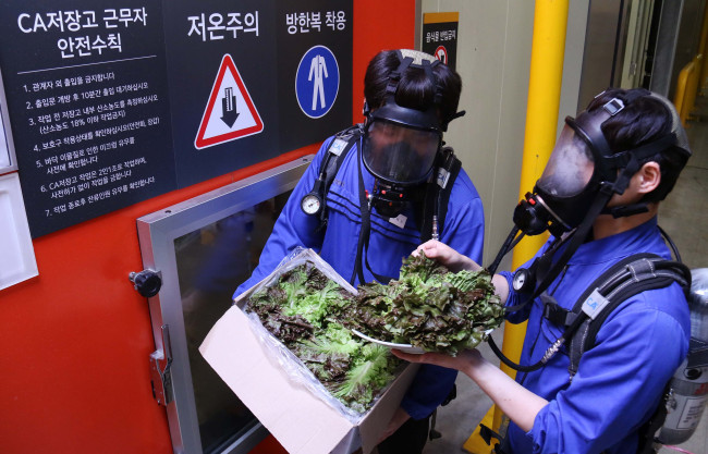 CA 저장 기술은 산소의 농도를 낮추기 때문에 사람은 산소호흡기를 착용해야 한다. 이마트 후레쉬센터에서 직원들이 저장된 상추를 꺼내보이고 있다.