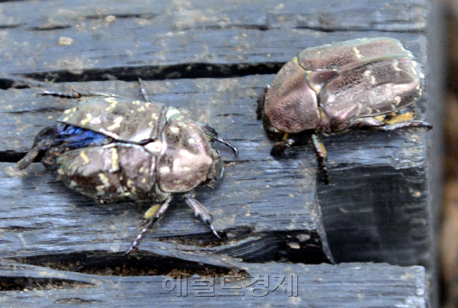 식품원료로 인정받은 식용곤충 흰점박이 꽃무지(꽃뱅이) 성충.