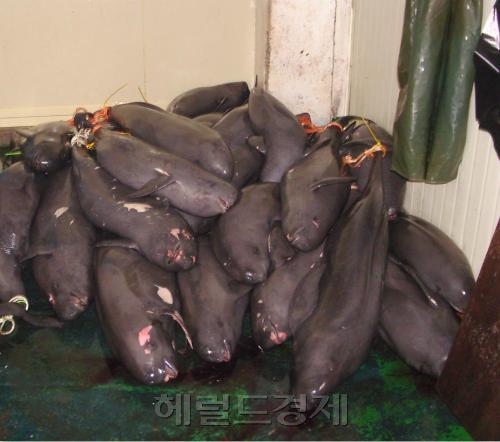 우연히 그물에 걸리거나, 죽거나 다친 고래를 붙잡은 ‘혼획(混獲) 건수가 2년 새 50% 넘게 급증했다.이에 따라 일각에서는 혼획 건수의 단기간 급증이 석연치 않다는 지적을 하고 있다.[사진=헤럴드경제DB]