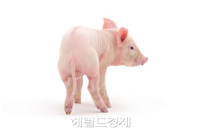 ［사진출처=헤럴드경제DB］