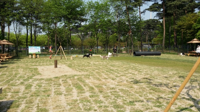 <YONHAP PHOTO-0994> 서울 보라매공원에도 '반려견 놀이터' 생긴다 (서울=연합뉴스) 반려견이 목줄을 매지 않고도 주인과 자유롭게 뛰어놀 수 있는 '반려견 놀이터'가 서울 보라매공원에도 내년 4월 개장한다. 서울시는 어린이대공원과 월드컵공원에 이어 세 번째로, 서남권역에선 처음으로 반려견 놀이터를 조성한다고 9일 밝혔다. 보라매공원 반려견 놀이터는 공원 남쪽 향기원 옆에 1천500㎡ 규모로 조성된다. 반려견 놀이시설, 음수대, 반려견 배변 장소, 벤치, 그늘막 등 시설을 갖춘다. 사진은 월드컵공원 반려견 놀이터. 2015.12.9 << 서울시 제공 >> photo@yna.co.kr/2015-12-09 11:35:20/ <저작권자 ⓒ 1980-2015 ㈜연합뉴스. 무단 전재 재배포 금지.>
<YONHAP PHOTO-0994> 서울 보라매공원에도 '반려견 놀이터' 생긴다 (서울=연합뉴스) 반려견이 목줄을 매지 않고도 주인과 자유롭게 뛰어놀 수 있는 '반려견 놀이터'가 서울 보라매공원에도 내년 4월 개장한다. 서울시는 어린이대공원과 월드컵공원에 이어 세 번째로, 서남권역에선 처음으로 반려견 놀이터를 조성한다고 9일 밝혔다. 보라매공원 반려견 놀이터는 공원 남쪽 향기원 옆에 1천500㎡ 규모로 조성된다. 반려견 놀이시설, 음수대, 반려견 배변 장소, 벤치, 그늘막 등 시설을 갖춘다. 사진은 월드컵공원 반려견 놀이터. 2015.12.9 << 서울시 제공 >> photo@yna.co.kr/2015-12-09 11:35:20/ <저작권자 ⓒ 1980-2015 ㈜연합뉴스. 무단 전재 재배포 금지.>