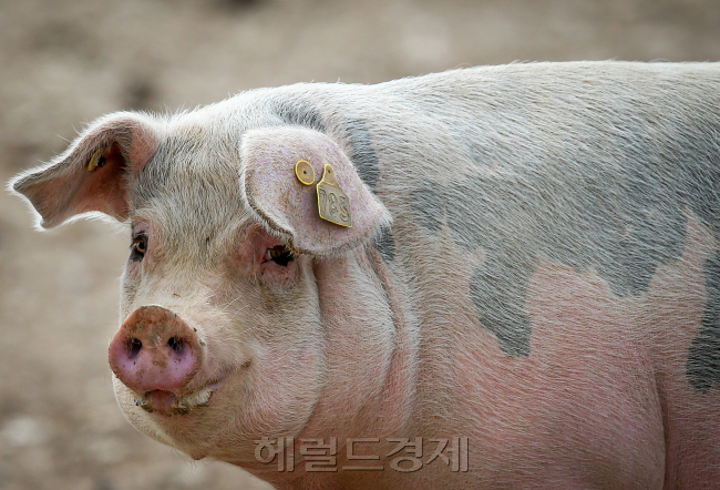 ［사진출처=헤럴드경제DB］