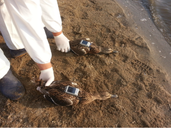 Location-tracking system attached to migratory birds /Seoul Metropolitan Government