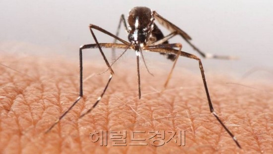 지카바이러스 감염증을 매개하는 것으로 알려진 이집트숲모기 모습 [사진=헤럴드경제DB]